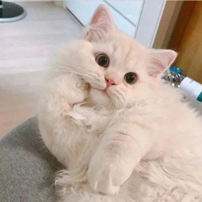 جنت مرزا avatar